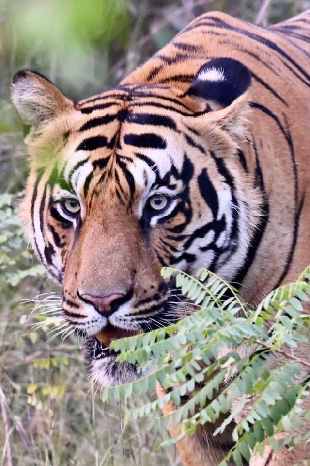 Bengal tiger sighting during Tadoba safari