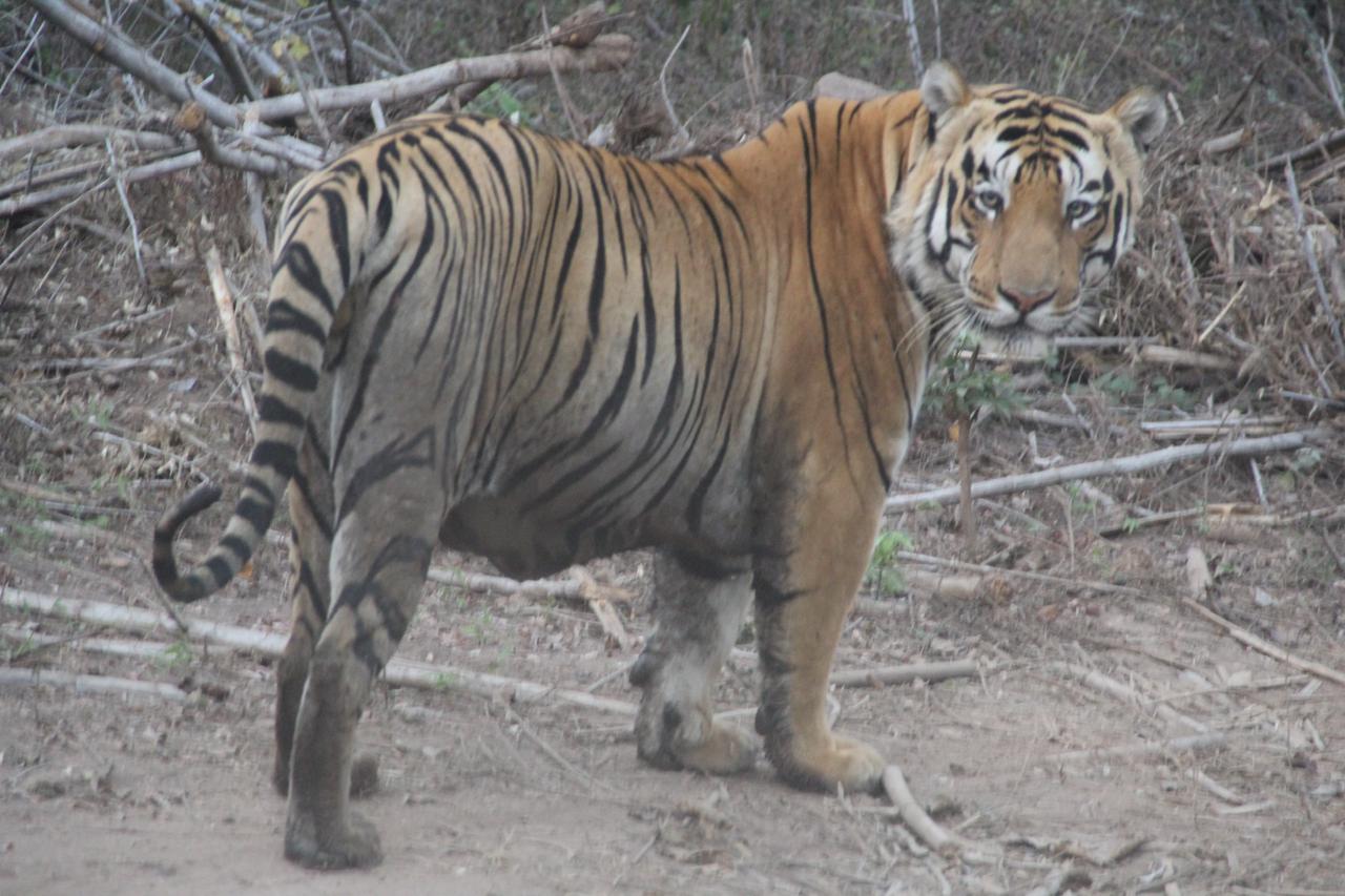 Leopard wildlife sighting in forest habitat