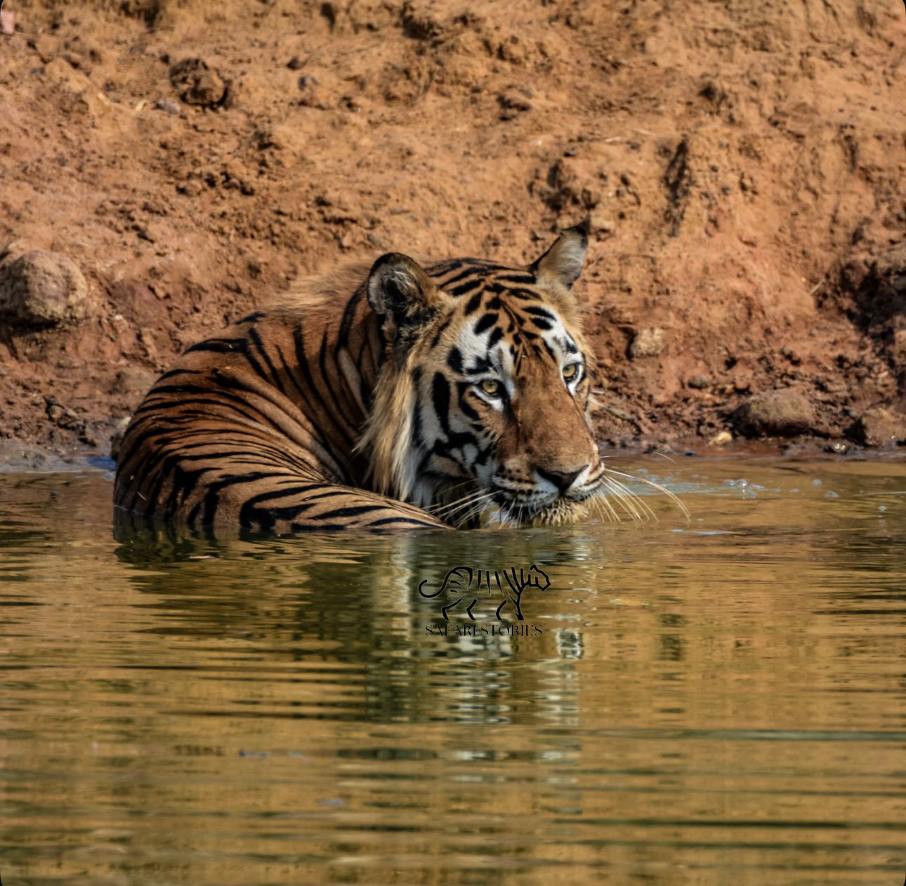 Dense Tadoba forest trail used for safari zone exploration