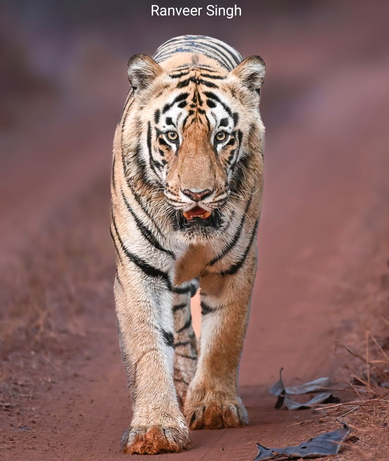Eco resort stay surrounded by forest near tiger reserve